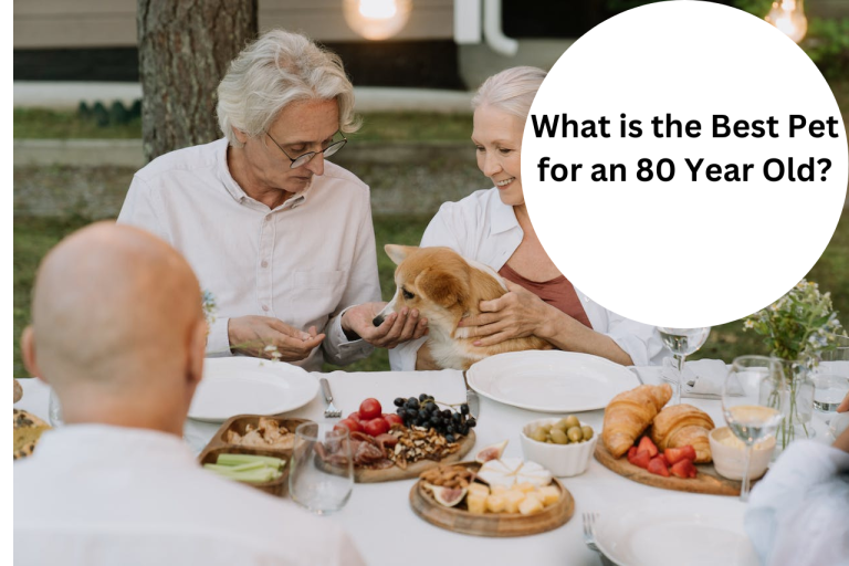 What is the Best Pet for an 80 Year Old?